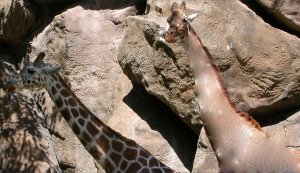 Giraffe, spotless
